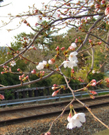 夙川の桜