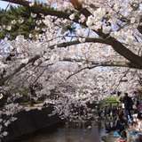 夙川さくら