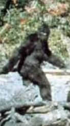 bigfoot